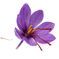 Saffron threads, a premium natural ingredient in Subur Honey