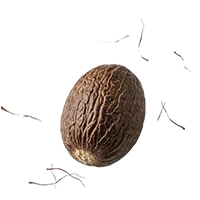 Nutmeg seed, one of the ten ingredients in Subur Honey