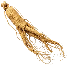 Ginseng root, one of the ten ingredients in Subur Honey